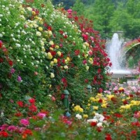 Rose Garden