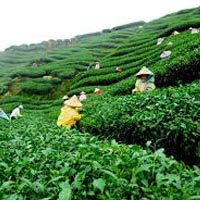 assam 
